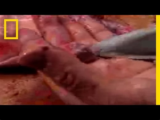 Japanese Practice Of Eating Poison Fish - The Delicacy Fugu