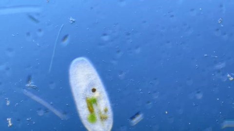 clip-3998922601-cell-under-microscope-100x-magnification