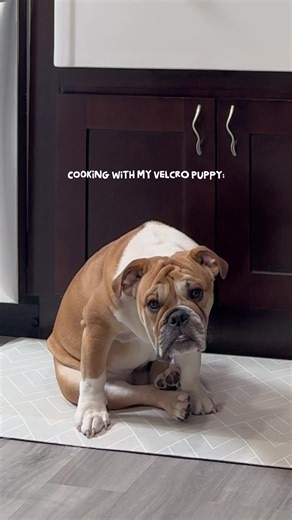 Meet the Professional Taste Tester: An English Bulldog