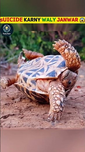 Animals That Suicide By Themselves #ytshorts #facts #shorts