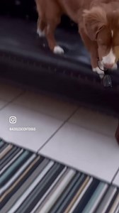 Are you ready for a well behaved puppy? It’s easier to get the training right from the start than it is to fix problem behaviours later on. The trouble is, with so much information out there and contradicting advice, it can be hard for new puppy owners to know what’s right! Our residential puppy training stays can take the guesswork out of training your puppy. We can get your puppy off to the best start, providing daily socialisation opportunities and teaching all of the essential cues to ensure