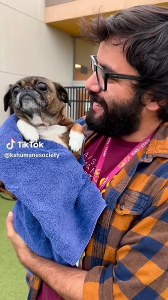 Understanding Pigmentary Keratitis in Dogs