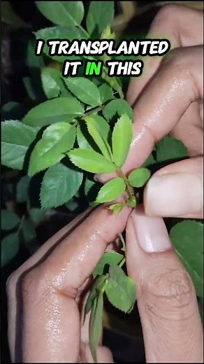 Within weeks: How to grow roses in containers as a beginner.