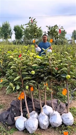 A few empty flower pots on your balcony are perfect for growing persimmons | Green Crafted