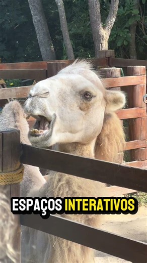 Animalia Park - nosso Animal Kingdom do Brasil - Disney brasileira - Safari existe no Brasil? Cotia