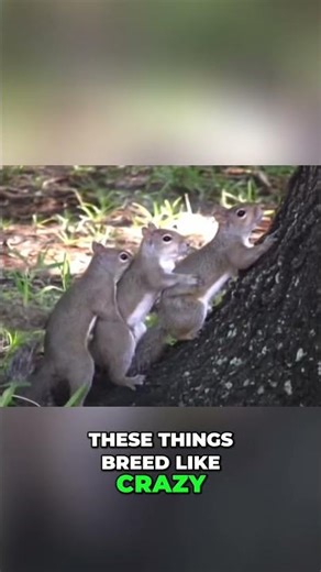 Why are there 3,000 Squirrels in my yard?