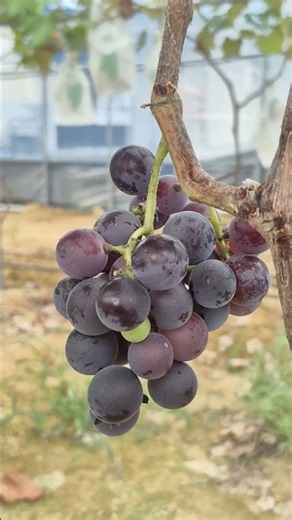 The grapevines in our church vineyard are overflowing with grapes! 🍇👍 #SeoulGimpoYounggwangChurch...
