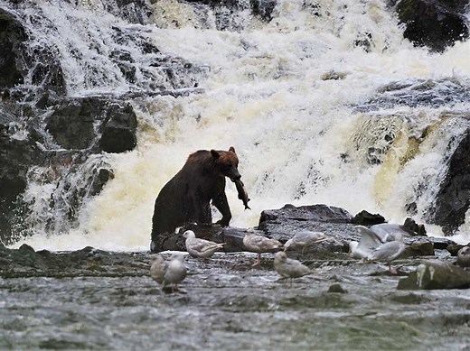 Pack Creek Brown Bear Viewing | Bear Tours | Above & Beyond Alaska