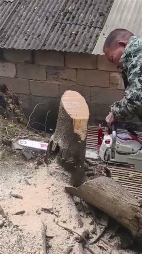 the stage of cutting a log after felling a tree using a chainsaw#woodworking