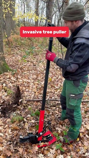 🌱 The GTM Professional Invasive Tree Extractor