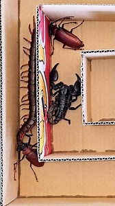 Run or Blow Up! Centipede Maze Challenge