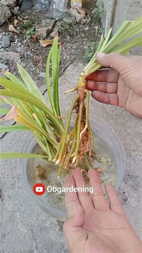 Pandan Hack! Grow It Fast 🌿#shorts #pandan #garden #gardeningtips