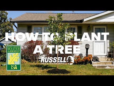 How to Plant a Tree by an ISA Board Certified Master Arborist®!
