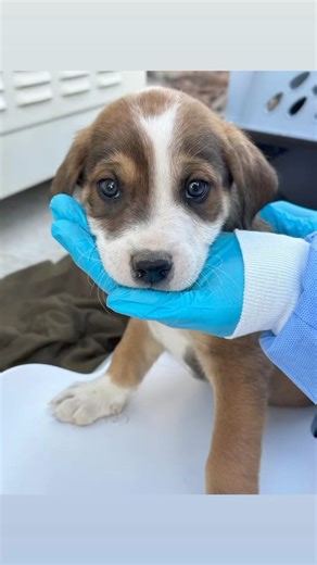 4.3K views · 66 reactions | These adorable 8-week-old, mix breed...