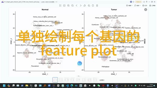 单独绘制每个基因的feature plot教程和结果解读