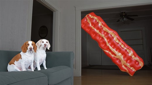Dogs prank each other with a giant talking bacon