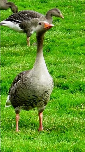 Goose Sounds 🦢 A Hilarious and Honkingly Adorable Journey!