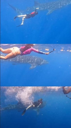 Cancun’s most unforgettable summer experience! 🐋 Swim with the Whale Shark Tour in Cancun 🏝️☀️