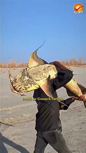 Mysterious GIANT Fish From Nepal Found in Bihar!