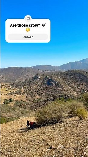 Is it a crow caller or a raven caller? #hunting #birdtalk #birdcall