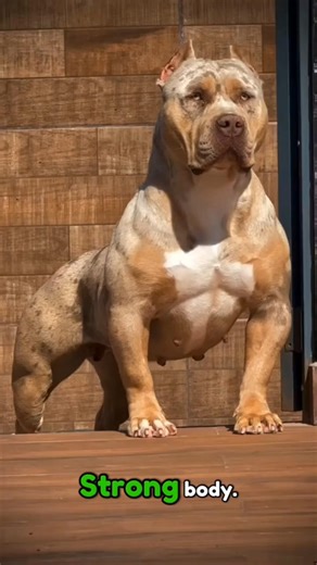 Pitbull Dog | Learn Animals With Gen Z #shorts#animals#dog