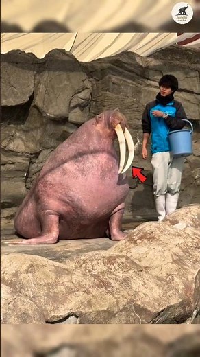 Why Male Walruses Roar and Fight in the Ocean 😨