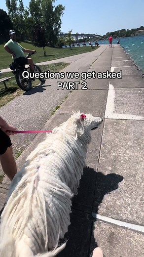 Questions about Komondor Dogs, Grooming, and Shedding Answered!