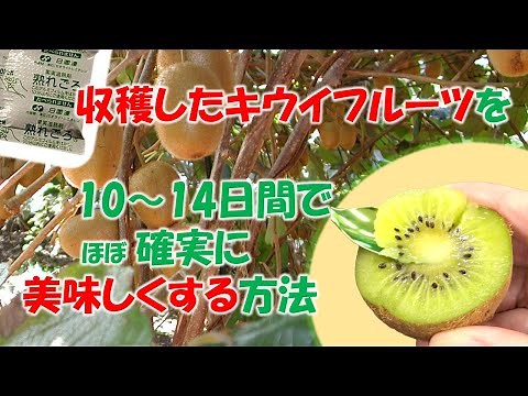 収穫したキウイフルーツを10～14日間でほぼ確実に美味しくする方法