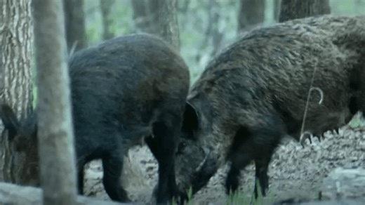 Oklahoma lawmakers tackle wild hog problem with new solutions in Pittsburg County