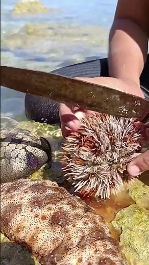 Giant Sea Urchin Found in the Ocean! 😱🌊 | Amazing Sea Creature