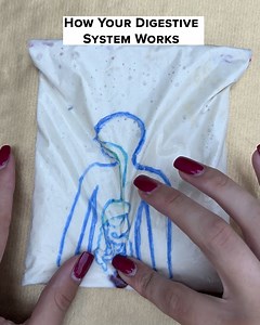 How Your Digestive System Works | Gamer Forecast