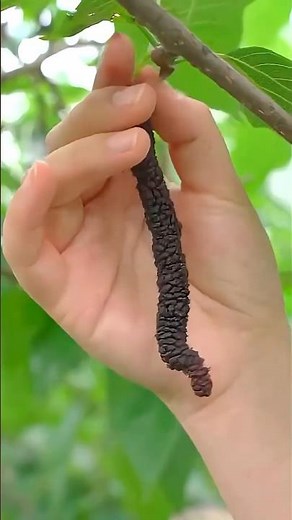 Amazing Berry Varieties Collection | So Satisfying 🍓💖#ytshorts #fruitcutting