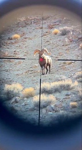 Mountain Goat Shooting!