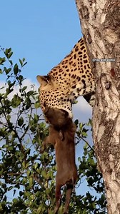 4.7K views · 119 reactions | Animals Attack on Reels | Facebook