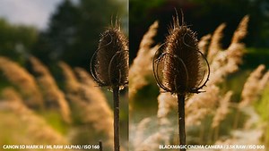 Raw Comparison: Magic Lantern Canon 5D VS Black Magic Cinema Camera