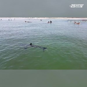🦈 SHARKS NEAR SURFERS: A drone off the coast of Southern California near San Diego shows surfers totally unaware of juvenile sharks! | WPBF 25 News