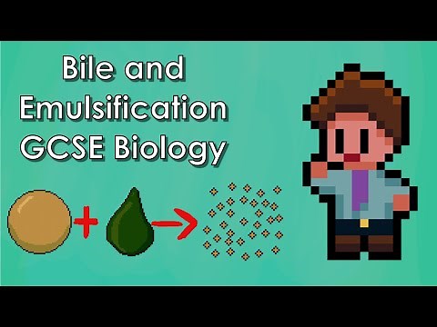 The Role Bile Plays in Digestion - WJEC Biology - (GCSE REVISION)