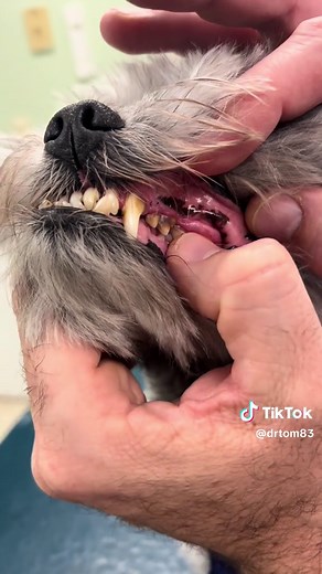 Periodontal Disease in Dogs: Causes, Signs, and Prevention