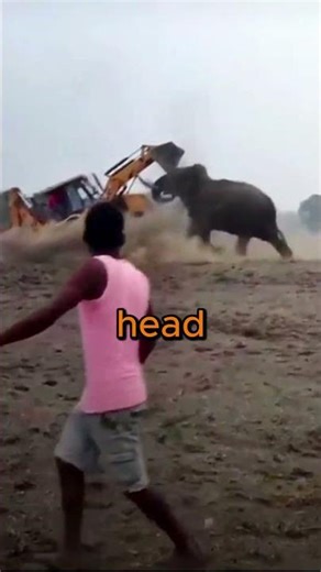 This Elephant Just Headbutted an Excavator — What?