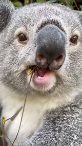 Have you ever seen a koala eat in slow motion before?! It might be the the cutest thing ever! 🐨 | Australian Reptile Park