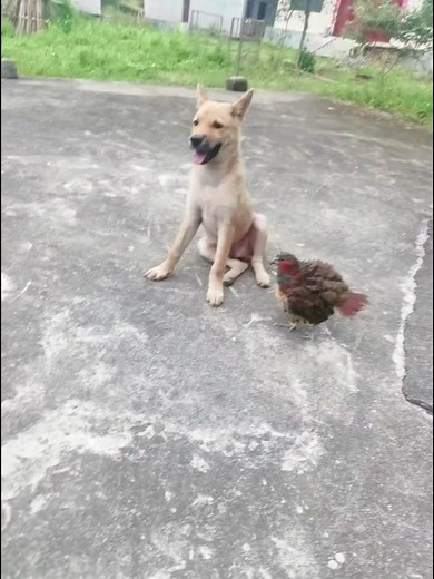 LOL, Naughty Bird VS Dog! 🐦😂😂 @cuteanimalshare #dogs #cutedogs #funnydogs #funnypets #funnyanimals #cuteanimalshare #funnyvideos #funnymoments | Cuteanimalshare