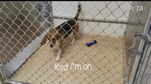 “Beagles are the number one breed of choice for testing because of their friendly and docile nature. The same characteristics that make them incredible companions and family members, are why they are exploited by the animal testing industry. ‘They won’t fight back,’ said the technician at the laboratory. ‘They let us do anything we want to them, that’s why we like beagles.’” -bfp.org #beagles #blindbox #mukbang #labubu #edits