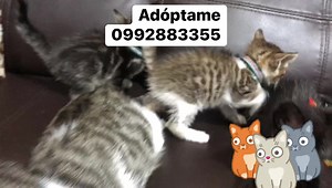 17 reactions · 15 shares | Gatit@s en adopción responsable Totalmente sanos e independientes Edad mes y medio Desparasitados Comen nutrapro Usan arenero Dos machitos ( romanos) Una hembrita? Negra) Se dan con kit de bienvenida Más información al 0992883355 | Adopción Animal Guayaquil - AG | Facebook