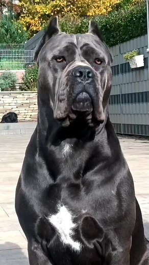 #canecorso #foryou #canecorsoitaliano #ermincosic | cane corso