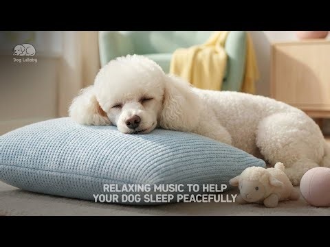 🌙 ASMR Dog Breathing 3 MIN | Deep Calm | 8K Ultra Still Sleep Aid