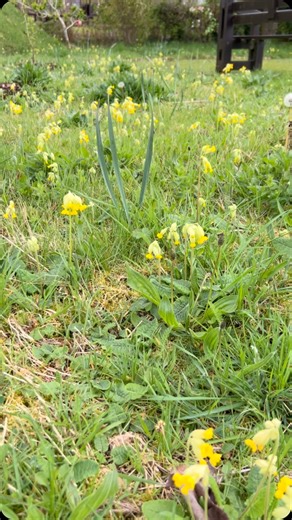 23 reactions · 5 comments | A golden glow of cowslips, with the song of a robin.  These lovely wild flowers are now scarce as they can't compete with fertilised grasses, but they are spreading happily around the Celtic gardens and meadows. Such a joyful sight!  #cowslips #spring2025 #meadows #wildflowers #wildflowermeadow #wildflowermeadows | Brigit's Garden & Café | Facebook