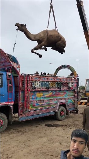 Camel loading in truck#camels #camellovers #camel #loading #beautiful #qurbani #trending#greenscreen