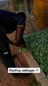 Important Tips for Beginners in cabbage planting: * Start small: Don't try to plant too many at once. A few plants will give you a good feel for the process. * Observe your plants: Regularly check for any signs of pests, diseases, or nutrient deficiencies. * Consistent watering is crucial: Inconsistent watering can lead to problems like heads splitting or not forming properly. * Consider your local climate: Be aware of the specific weather patterns in your area and adjust your planting and care 