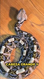 The Gaboon viper (Bitis gabonica) is a highly venomous species of reptile