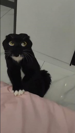 Cat Fight Face-Off: Who Has the Most Epic Grump? 😾⚔ #cute #cat #pets#funny